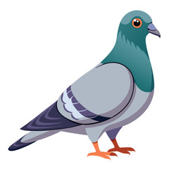 Pigeon isolated on white background 
