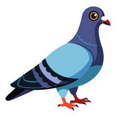 Pigeon isolated on white background 