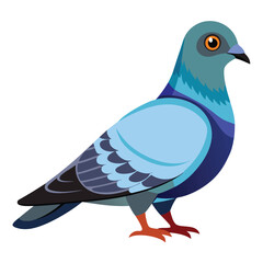 Pigeon isolated on white background 
