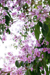 Queens Flower or Inthanin flower in Thailand, Queens crape myrtle, Pride of India, Jarul, banaba plant, Lagerstroemia speciosa, cheerful blooming in park.