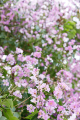 Queens Flower or Inthanin flower in Thailand, Queens crape myrtle, Pride of India, Jarul, banaba plant, Lagerstroemia speciosa, cheerful blooming in park.