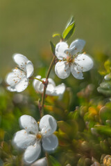 Obraz premium Spring flowers in macro photos.