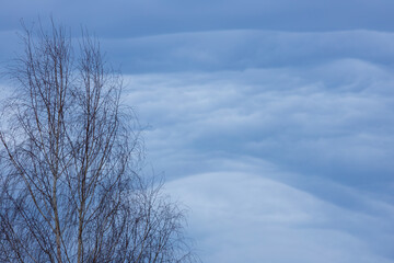 Serene Winter Sky With Bare Trees and Soft Cloud Layers