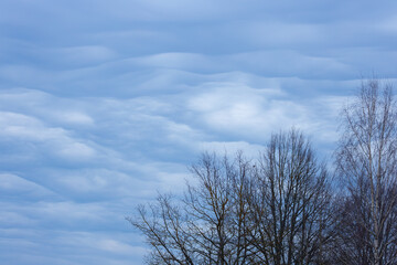 Serene Winter Sky With Bare Trees and Soft Cloud Layers