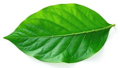 Obraz premium Large leaf isolated on white background with intricate veins, green, foliage, background