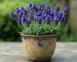 Fototapeta premium Lavender in Terracotta Pot