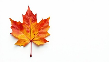 Fototapeta premium Single Maple Leaf isolated on crisp white background, foliage, nature