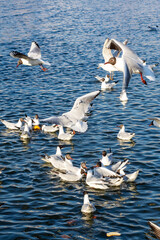 A large flock of seagulls is gracefully flying over a body of water