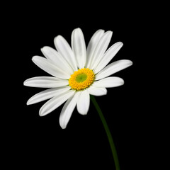 daisy on black background
