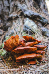 spectacular rustgills with mossy pinetree