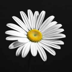 daisy on black background