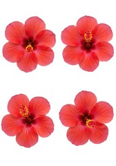 Bright red hibiscus flowers displayed in four corners on a plain white background in bloom
