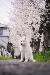 桜の中の犬