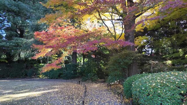 Dec 6 2024 Kyu Furukawa Teien Tokyo Japan Historic Garden and Mansion View