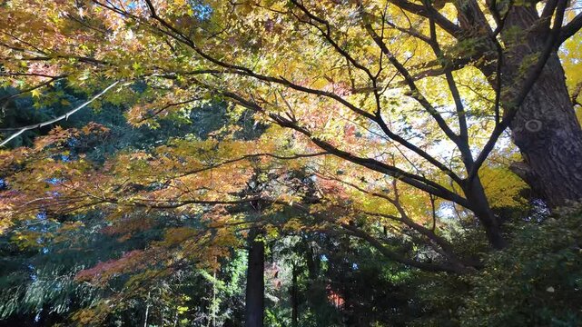 Dec 6 2024 Kyu Furukawa Teien Tokyo Japan Historic Garden and Mansion View