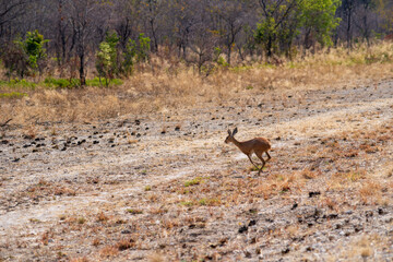 Steenbok antelope running