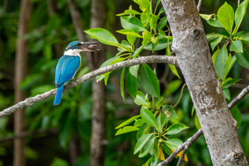 Collared Kingfisher - Todiramphus chloris, beautiful blue and white kingfisher from Southeast Asian lakes, rivers and mangrove forests, Singapore.
