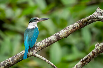 Obraz premium Collared Kingfisher - Todiramphus chloris, beautiful blue and white kingfisher from Southeast Asian lakes, rivers and mangrove forests, Singapore.