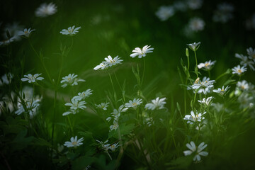 Fleurs de printemps