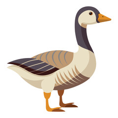 Goose isolated on white background