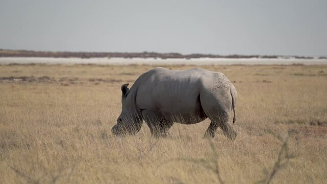White rhino walking at sunset in the Etosha National Park in Namibia, Africa.