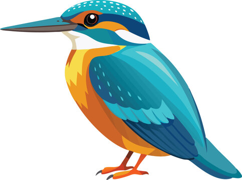  Beautiful bird kingfisher vector illustration