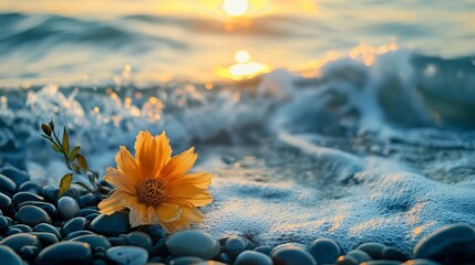 A flower on a pebble beach with waves crashing and a sunset in the distance casting a golden glow
