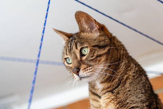 Close-up of the head of a brown tabby Bengal crossbreed cat with green eyes.