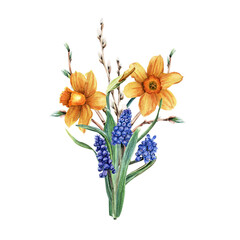 A bouquet of blue grape hyacinth, muscari, yellow daffodils, narcissi and pussy willow branches. Hand drawn botanical watercolor illustration isolated on white background. For clipart cards invitation