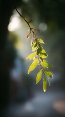 Sunlit Green Leaves  Nature Background  Dewdrops  Branch  Closeup  Spring  Botanical   Pla