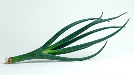 Fototapeta premium Fresh Green Onion with Long Leaves Isolated on White Background