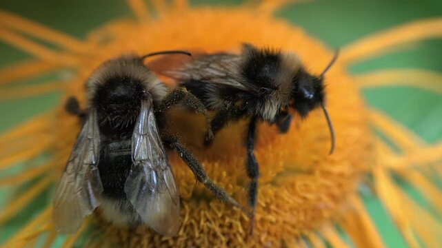 Mountain bumblebees pollinating yellow flowers in the forest