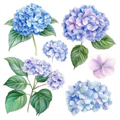 Delicate Watercolor Hydrangea Collection