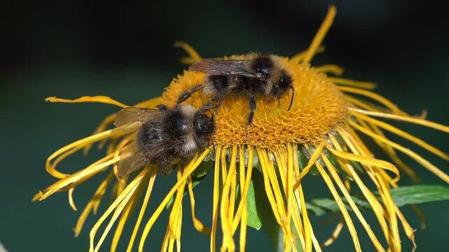Mountain bumblebees pollinating yellow flowers in the forest