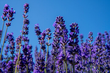 Naklejka premium Lavender field. Lavender flowers on the blue sky background