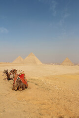 Camels and Giza Pyramids as background on a sunny day, Egypt
