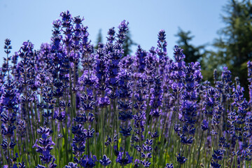 Obraz premium Lavender field in provence, bottom view