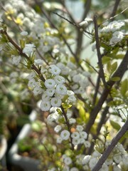 background and closeup of blossoming apple tree in spring