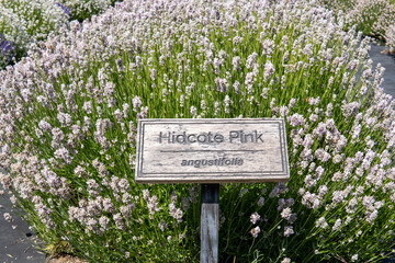 Lavender bushes with sign - Hidcote Pink, angustifolia. Lavender field. Lavender flowers on a sunny day 