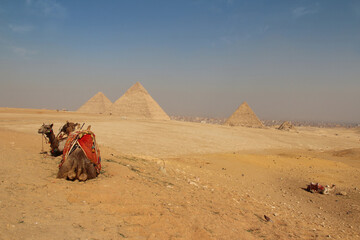 Camels and Giza Pyramids as background on a sunny day, Egypt