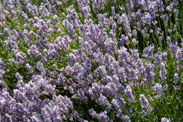 Fototapeta premium Pink Lavender bushes. Hidcote Pink, angustifolia. Lavender flowers on a sunny day 
