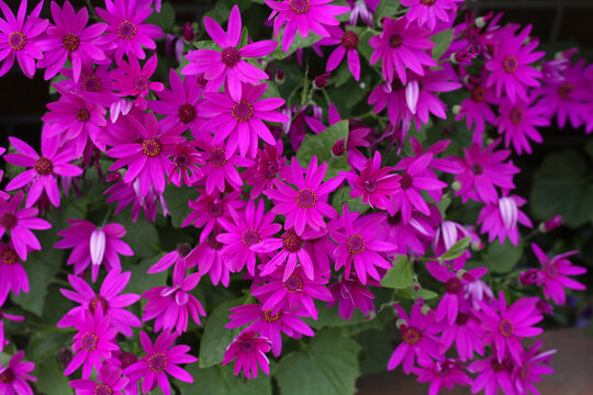 Purple flower of senetti plants