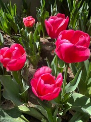 background and closeup of beautiful hot pink tulips in the garden