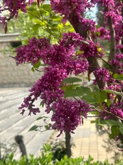 background and closeup of beautiful purple flowers in the garden
