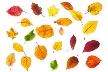 a vibrant collection of autumn leaves in various colors showcasing the beauty of nature and the changing seasons ideal for educational artistic or decorative purposes