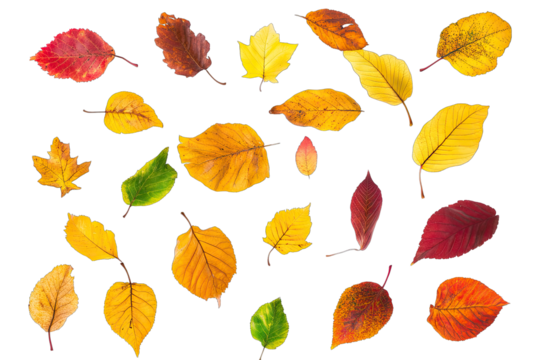 a vibrant collection of autumn leaves in various colors showcasing the beauty of nature and the changing seasons ideal for educational artistic or decorative purposes