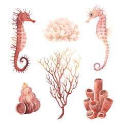 Watercolor set with seahorses, corals and shells. Hand drawn isolated collection for your design.
