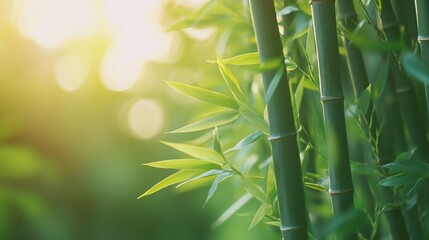 Lush bamboo grove bathed in sunlight