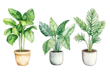 Obraz premium three potted plants each with distinct leaf shapes and colors showcasing a variety of greenery that adds a natural aesthetic