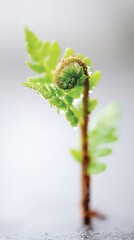 Delicate Fern Sprout  Nature s Green  Fresh Spring Growth  Isolated